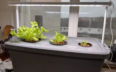 En hemmaodling med hydroponisk odling av sallat under LED-ljus. Tre plantor växer i behållaren, en stor och två mindre.