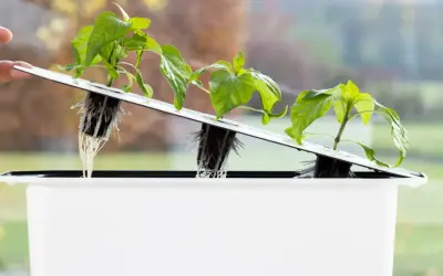 Små plantor med synliga rötter i ett hydroponiskt system. En hand justerar en av plantorna, redo för optimal hydroponisk odling näring.