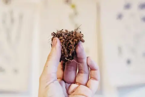 En hand håller en klump jord med rötter. Bakgrunden visar suddiga botaniska illustrationer, kanske från en gammal atami-bok.