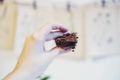 En hand håller en liten klump kokosfiber, som en miniatyr cocostar-bon.
