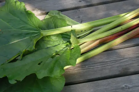 Stjälkar och blad från en rabarber planta ligger på en träaltan.