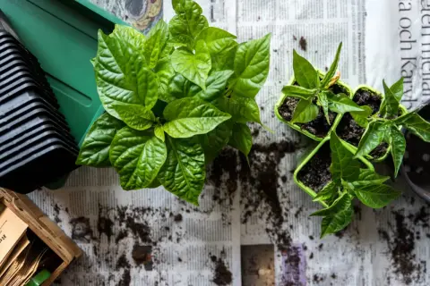 Gröna chiliplantor redo att plantera om. En hög med krukor och jord ligger bredvid.
