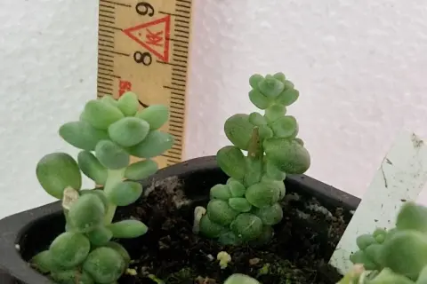Två små suckulenter växer i en kruka, en linjal visar att de är ca 8-9 cm höga. En liten rot riot börjar synas.