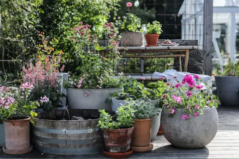 En härlig samling blommor i kruka skapar en grönskande oas på altanen. Olika sorters växter i terrakotta, betong och träfat.
