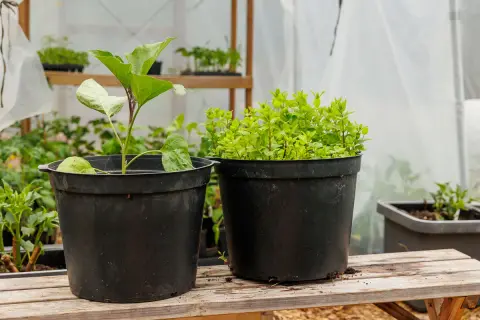 Två svarta krukor, en med en aubergineplanta och en med mynta. Krukorna är av plast, en kruka 20 liter, står på ett träbord i ett växthus.