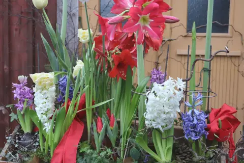 Vacker juldekoration med amaryllis, hyacinter och tulpaner. Perfekt för att plantera hyacinter till jul och skapa en festlig stämning.