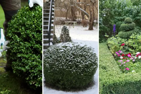 Buxbom i olika skepnader: klipps, täcks av snö och blomstrar vackert, trots hotet från buxbomssjukdom.
