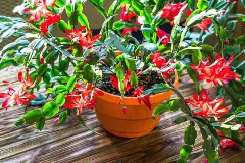En vacker novemberkaktus stickling blommar med röda blommor i en orange kruka på ett träbord.