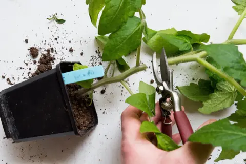 Beskära tomatplantor för bättre tillväxt. En hand håller sekatör nära en planta i kruka.