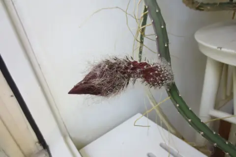 En nattens drottning stickling med en mörkröd knopp som börjar öppna sig, omgiven av fluffiga vita hår.