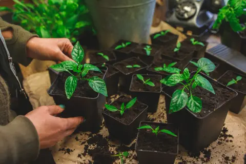 Händer planterar små paprikaplantor i jord. Många små krukor med plantor står redo för att växa.