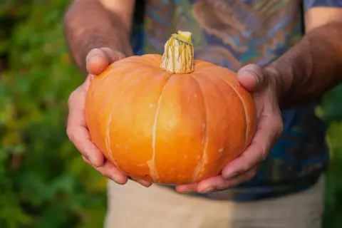Händer håller en liten, orange pumpa. Den är redo att ge massor av pumpa frö för nästa års skörd.