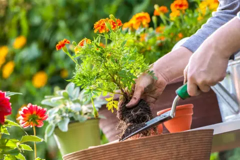 Händer planterar en tagetes i en smart pot. Blommor i orange och rött syns i bakgrunden.