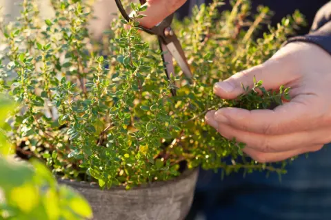En hand klipper timjan för att samla in dess aromatiska blad. Snart kan dessa små timjan frön ge upphov till en hel örtagård.