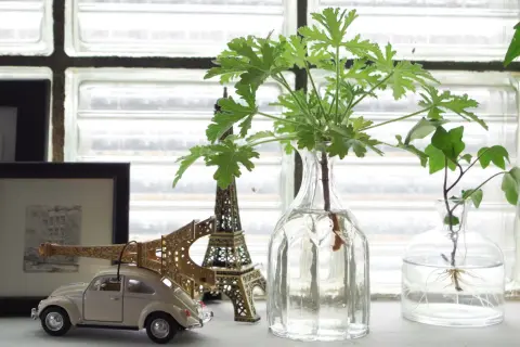 Gröna sticklingar i glasvaser, redo att slå rot. En miniatyrbil och Eiffeltorn i bakgrunden.