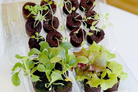 Små plantor i torvpluggar, redo för harvy odling. Gröna blad och spirande skott i plastbehållare.