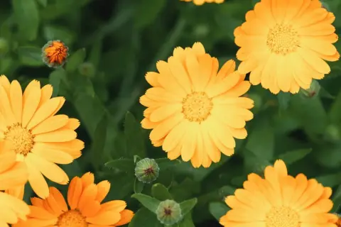 En grupp soliga ringblommor blommar i grönska.