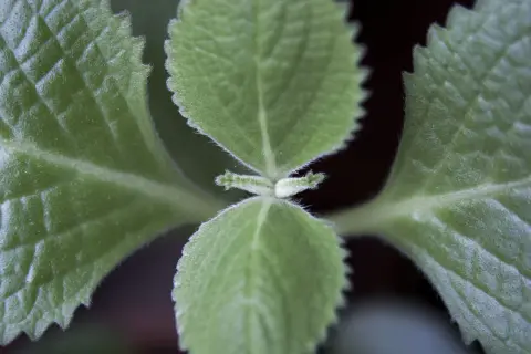 Närbild på sammetslena blad från kubansk oregano, med tydliga nerver och tandade kanter.