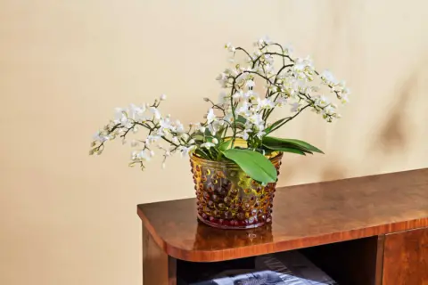 En orkidé med vita blommor i en bärnstensfärgad glasvas. Den står på en träbyrå, redo för näring till orkidéer.