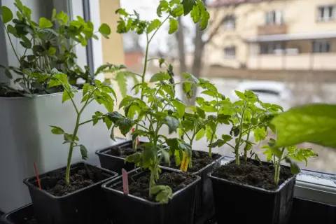 Små plantor av bitonto tomat växer i svarta krukor på en fönsterbräda.