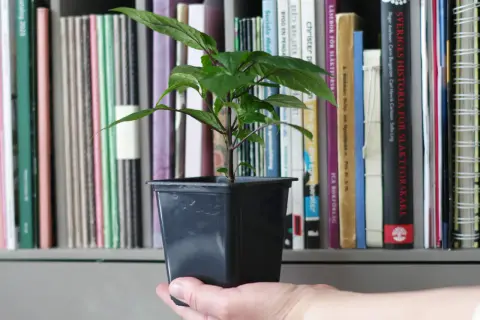 En hand håller en liten planta med gröna blad. Bakom syns en bokhylla fylld med böcker, kanske för att lära sig odla så chili.