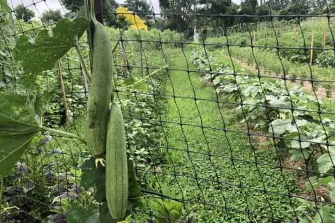 Två avlånga, gröna gurkor hänger från en spaljé i en frodig trädgård.