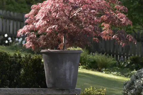Ett vackert japanskt lönnträd med djupröda blad i en stor kruka, som en levande pion i trädgården.