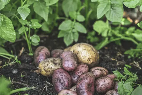 Nyskördade potatisar, både röda och gula, ligger på jorden bland gröna blad. En härlig skörd från att odla potatis.