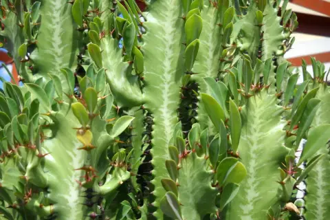 En närbild av en grön Euphorbia trigona med sina karaktäristiska taggar och små blad.