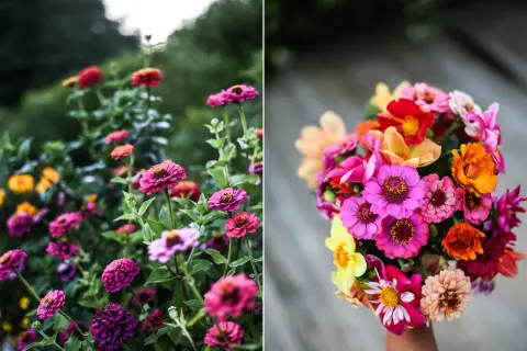 En bukett med färgglada zinnia direktsådd blommor, plockade från trädgården.