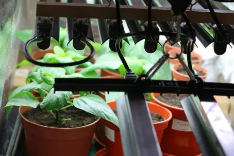 Små plantor i krukor växer under växtbelysning. Ljusstyrning är avgörande för deras utveckling.