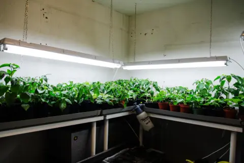 Rader av plantor växer under lysrör 36w i ett växthus.