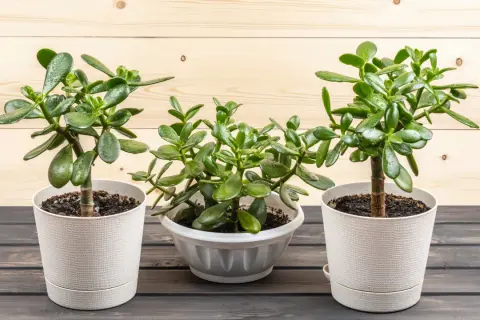 Tre frodiga Crassula ovata, även känd som paradisträd, står i vita krukor mot en träbakgrund.