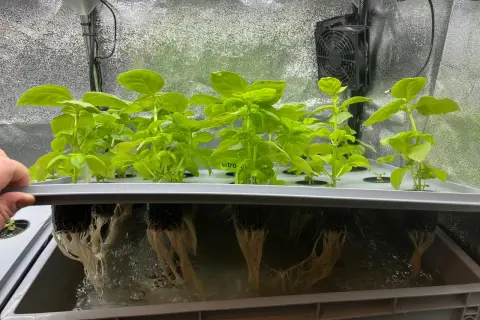 Hydroponisk basilika växer frodigt i ett system med synliga rötter. Biobizz-näring ger optimal tillväxt.