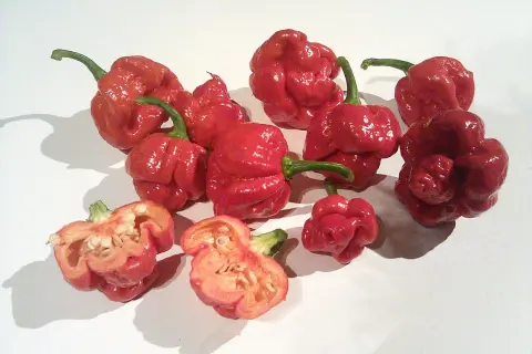 En samling röda, skrynkliga chilis, inklusive en delad trinidad scorpion med synliga frön.