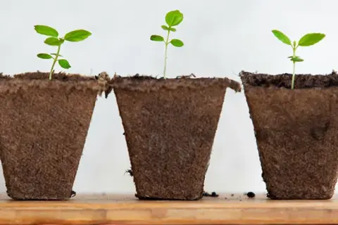 Tre små plantor, kanske en framtida tobaksplanta i kruka, växer till sig i bruna krukor på en trähylla.