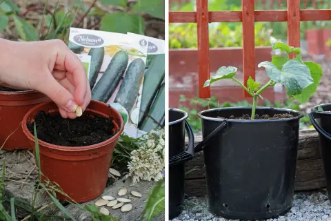 Nelson Garden gurka: frö planteras i kruka, en planta växer i hink.