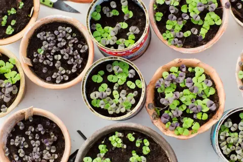 Små basilika plantor i krukor och burkar, redo att plantera om. Gröna och lila blad spirar i jorden.