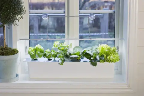 Fönsterkarm med en vit odlingslåda fylld med färska örter och sallad, belyst av en LED-lampa. En kruka med en grön växt står bredvid. En harvy kan skörda här.