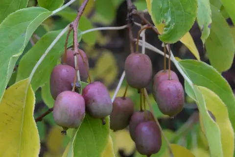 Små, lila kiwifrukter hänger mogna på en gren, redo att plockas. En vacker syn för den som vill odla kiwi.
