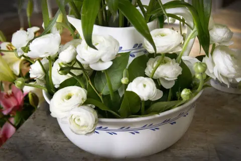 En bukett med vita ranunkler i en vit kruka med blått mönster. Blommorna är tätt packade med gröna blad.
