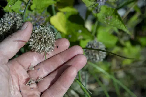 En hand håller en torkad blomställning med gräslök frö. Små, svarta frön syns i handen och på blomman.