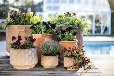 Vackra blommor i kruka utomhus, med mörka violer och örter, står på en träaltan vid en pool. Ett växthus syns i bakgrunden.