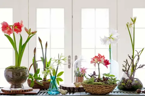 Flera amaryllis i glasburk och vaser, med blommor i rosa och vitt, samt knoppar.