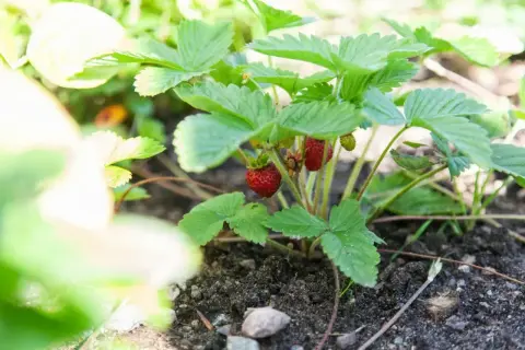 En planta med gröna blad och röda smultron som växer i jorden. Snart dags att njuta av att odla smultron.
