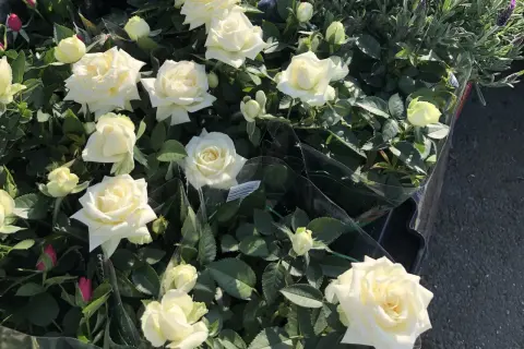 En grupp vita rosor i kruka, med några knoppar och gröna blad.