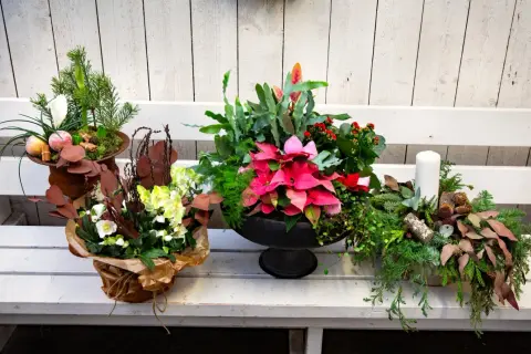 Vackra julblommor i kruka med amaryllis, julstjärna och granris. En vit ljuslykta fulländar julstämningen.