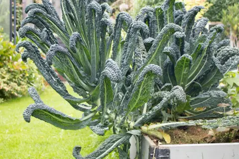 En frodig planta av svartkål, perfekt för att plocka sallad. Dess mörka, krusiga blad växer sig höga och vackra i trädgården.