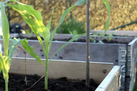 En ung majs växt växer i en upphöjd bädd, med solljus som lyser genom dess gröna blad.