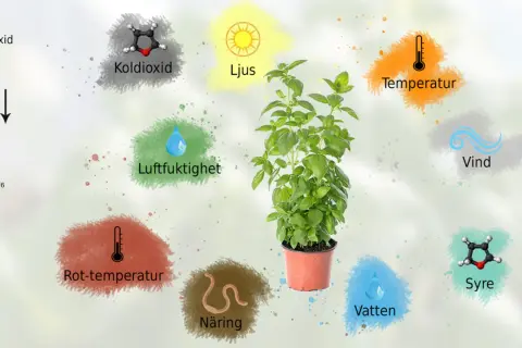 En grön planta växer i en kruka, omgiven av symboler för ljus, koldioxid, vatten, näring och temperatur, som alla påverkar dess tillväxt.